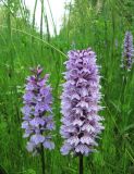 Dactylorhiza fuchsii. Соцветия. Коми, Сысольский р-н, окр. пос. Шугрэм, тайга, сырой луг вдоль дороги. 05.07.2013.