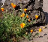 Eschscholzia californica. Цветущее растение. Германия, г. Дюссельдорф, Ботанический сад университета. 04.05.2014.