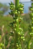 Reseda luteola. Часть соцветия с завязавшимися плодами. Крым, Ялта, Грузпорт, обочина дороги. 27 мая 2014 г.