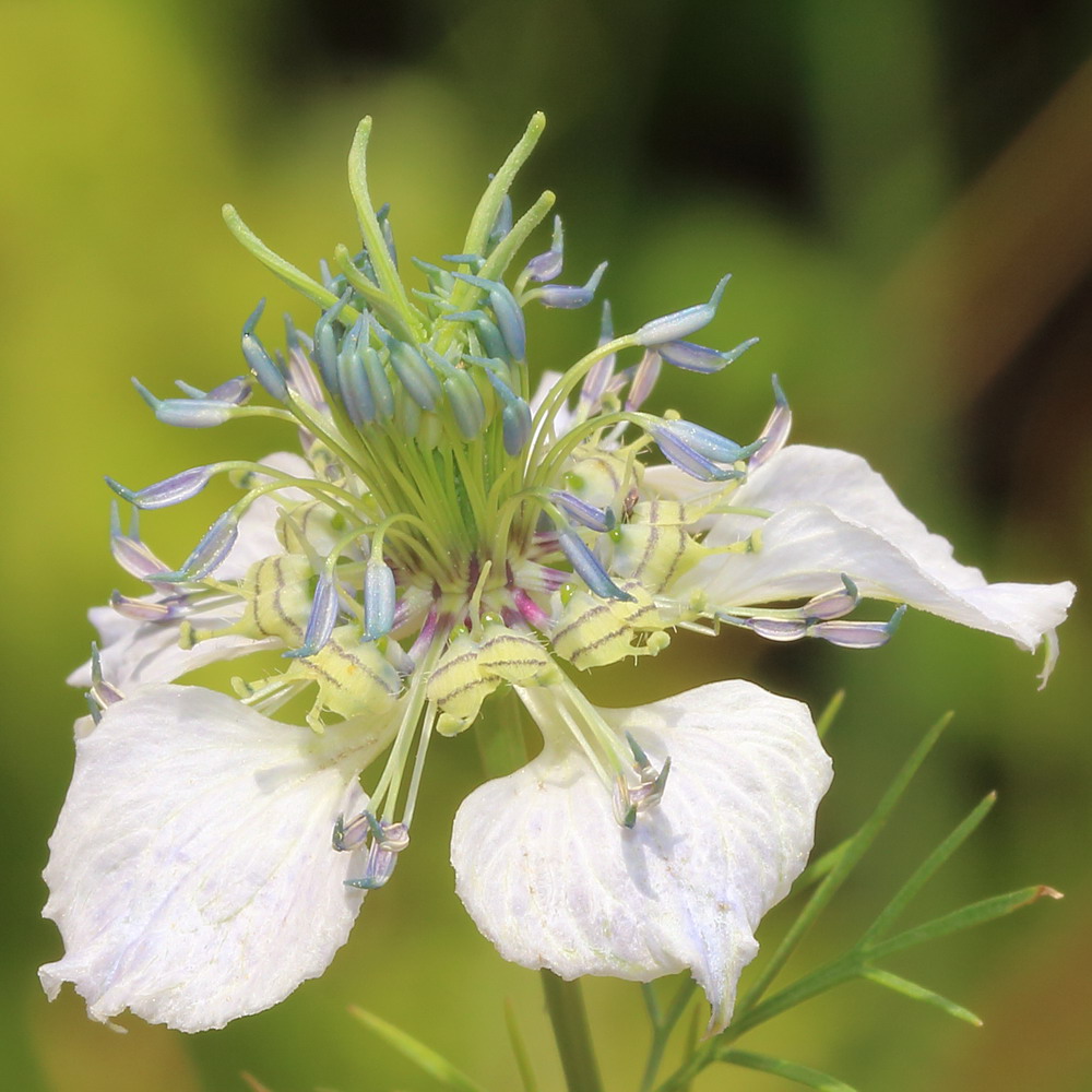 Изображение особи Nigella arvensis.