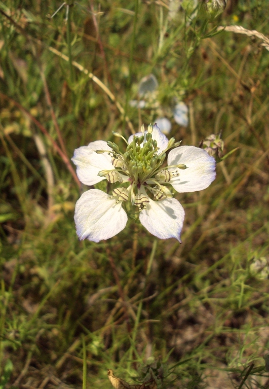 Изображение особи Nigella arvensis.