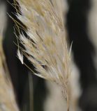 Achnatherum calamagrostis