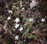 Silene rupestris