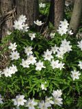 Anemone nemorosa