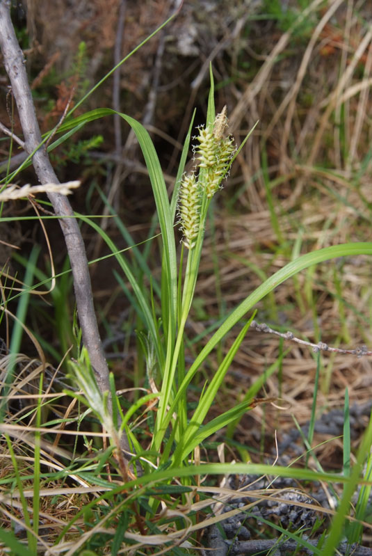 Изображение особи Carex mollissima.