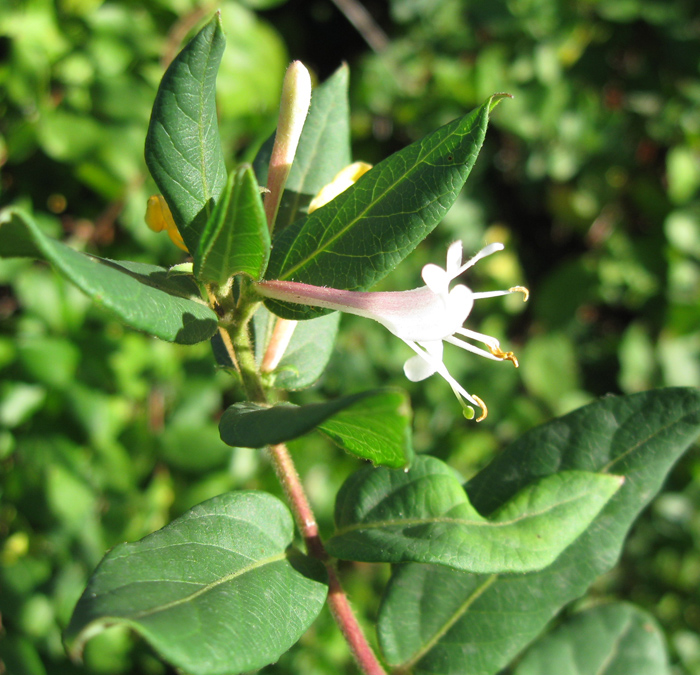 Изображение особи Lonicera japonica.