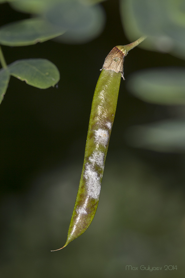 Изображение особи Caragana arborescens.