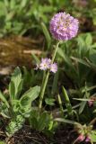 Primula denticulata