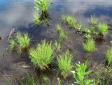 Carex canescens