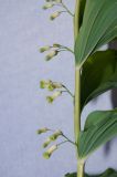 Polygonatum multiflorum