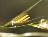 Stipa korshinskyi