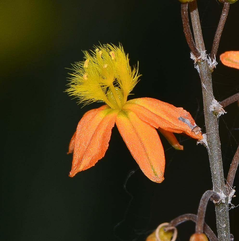 Изображение особи Bulbine frutescens.