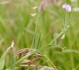 Lathyrus hirsutus. Верхушка побега с отцветшим, цветущим и бутонизирующим соцветиями. Ростов-на-Дону, ботсад ЮФУ, остепнённый луг на залежи. 28.06.2016.