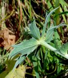 Eryngium giganteum