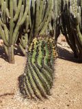 Ferocactus wislizeni