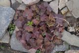 род Heuchera