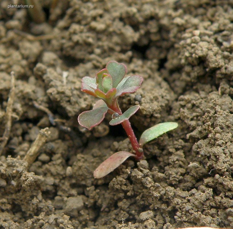 Изображение особи Euphorbia falcata.