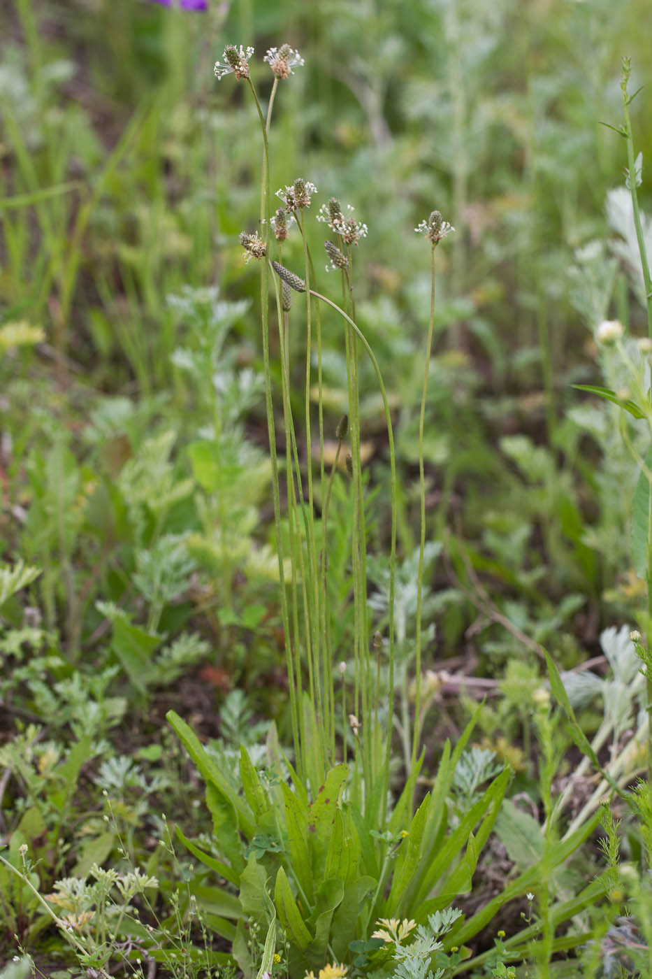 Изображение особи Plantago lanceolata.