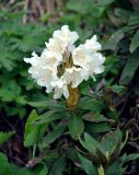 Rhododendron caucasicum. Верхушка побега с соцветием. Адыгея, Фишт-Оштеновский массив, перевал Белореченский, ≈ 1800 м н.у.м., субальпийский луг. 07.07.2017.