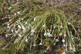 Dianthus fragrans