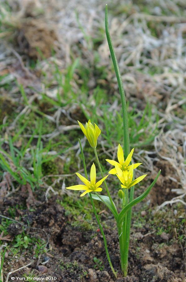 Изображение особи Gagea liotardii.