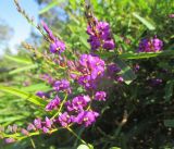 Hardenbergia violacea