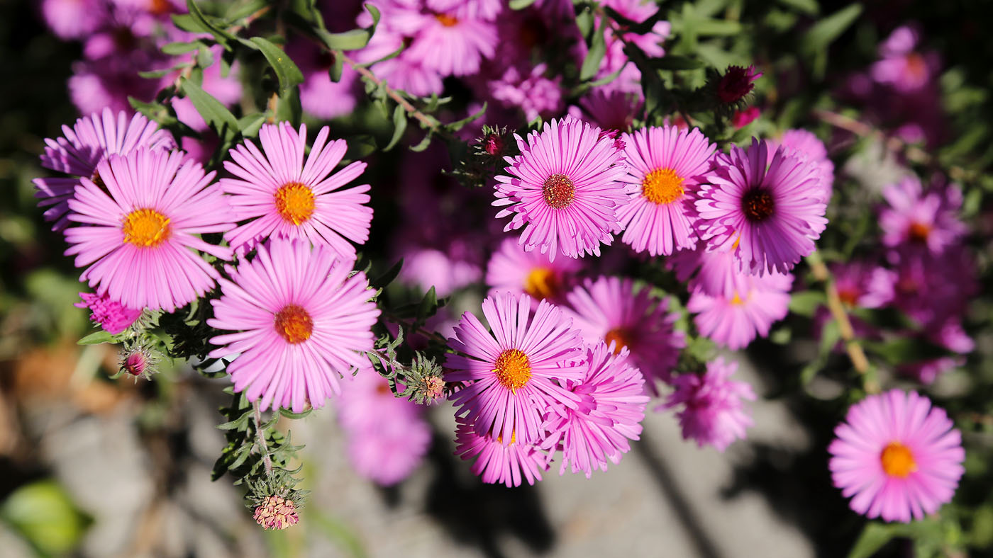 Изображение особи Symphyotrichum novae-angliae.