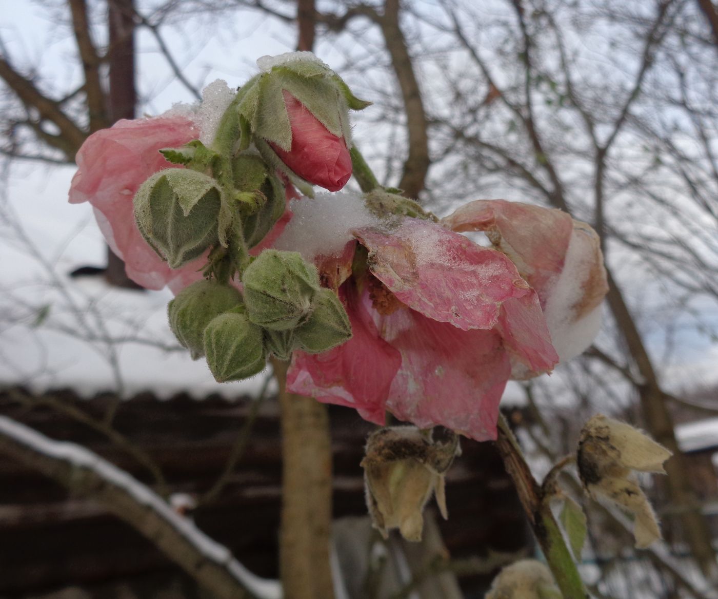 Изображение особи Alcea rosea.