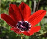 Anemone coronaria