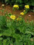 Doronicum macrophyllum. Верхушки цветущих растений. Абхазия, Рицинский реликтовый национальный парк, гора Агура, урочище Каменная Поляна, ≈ 2300 м н.у.м., субальпийский луг. 14.07.2017.