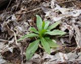 Myosotis cespitosa. Вегетирующее растение. Краснодарский край, г. Усть-Лабинск, берег р. Кубань, пойменный лес, у родника. 18.03.2018.