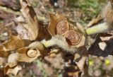 Hyoscyamus niger. Часть веточки с аномальным (2 плода-коробочки в чашечке) плодом. Марий Эл, г. Йошкар-Ола, берег р. Малая Кокшага, у Центрального моста. 01.08.2018.