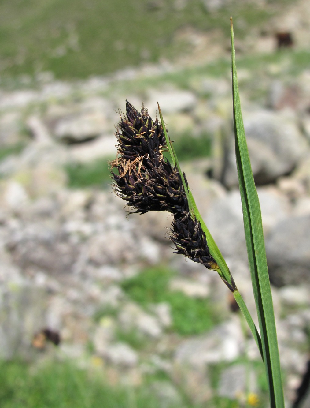 Изображение особи Carex medwedewii.