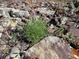 Astragalus nematodes