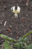 Erythronium californicum