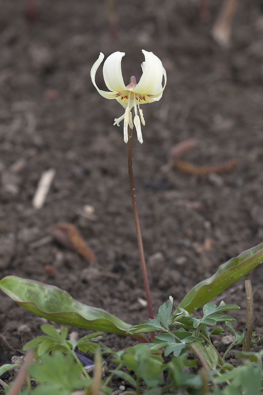 Изображение особи Erythronium californicum.