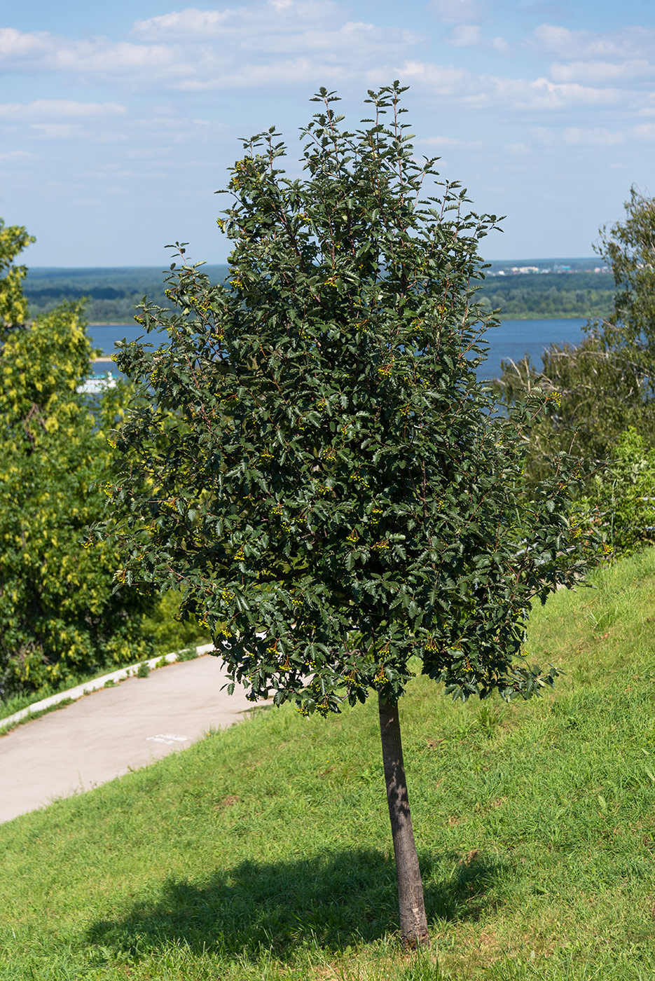 Изображение особи Sorbus intermedia.