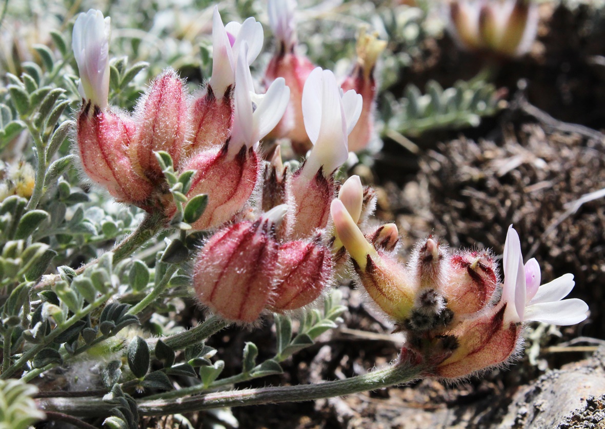 Изображение особи Astragalus arkalycensis.