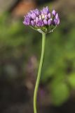 Allium lusitanicum. Верхушка цветущего растения. Костромская обл., Судиславский р-н, дер. Антипино, в культуре. 12.07.2019.