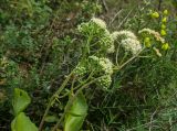 Hylotelephium caucasicum. Верхушки цветущих побегов. Краснодарский край, МО город-курорт Сочи, Хостинский р-н, долина р. Агура, ООПТ Агурские водопады, Орлиные скалы, закустаренный склон. 8 октября 2019 г.