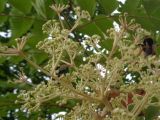 Aralia elata