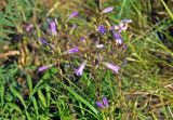 Campanula sibirica. Верхушки побегов с соцветиями. Воронежская обл., Лискинский р-н, гора Шатрище, разнотравная степь. 02.06.2019.