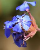 Ceratostigma plumbaginoides