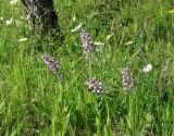 Orchis militaris. Цветущие растения. Иркутская обл., Иркутский р-н, р. Иркут, о. Беляева, луг. 13.06.2020.