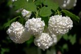 Viburnum opulus форма roseum. Верхушки побегов с соцветиями. Москва, ботанический сад МГУ \"Аптекарский огород\", в культуре. 01.06.2011.