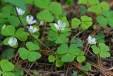 Oxalis acetosella