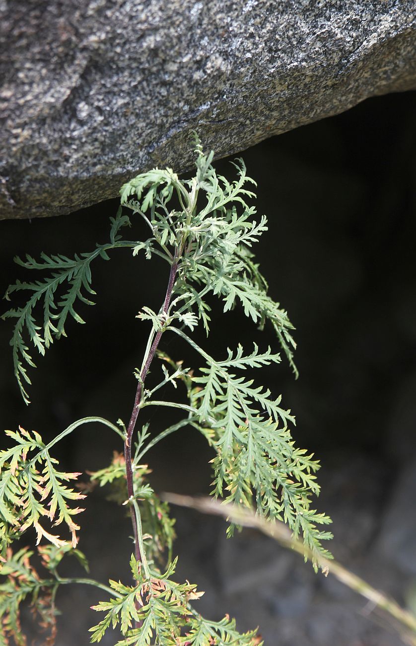 Изображение особи Artemisia stechmanniana.