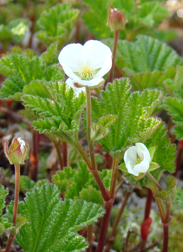 Изображение особи Rubus chamaemorus.