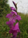 Gladiolus imbricatus. Соцветие. Беларусь, Гродненская обл., Новогрудский р-н, объездная дорога, низинный злаково-разнотравный луг, у ивняка. 08.07.2022.