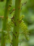 Athyrium filix-femina. Часть разворачивающейся вайи. Тверская обл., Кимрский р-н, смешанный лес. 25.05.2022.